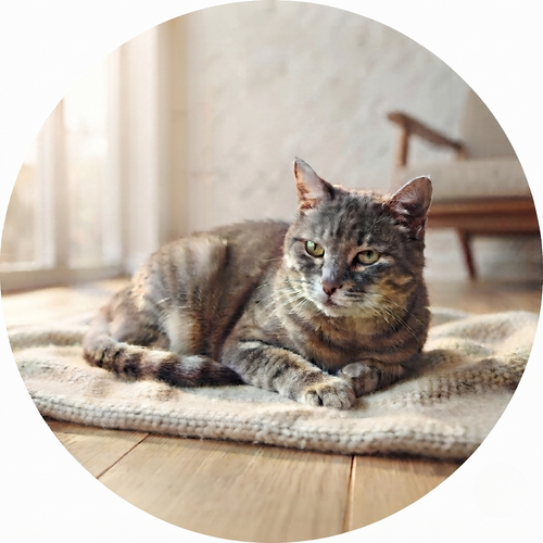 Pet Training & Safety
