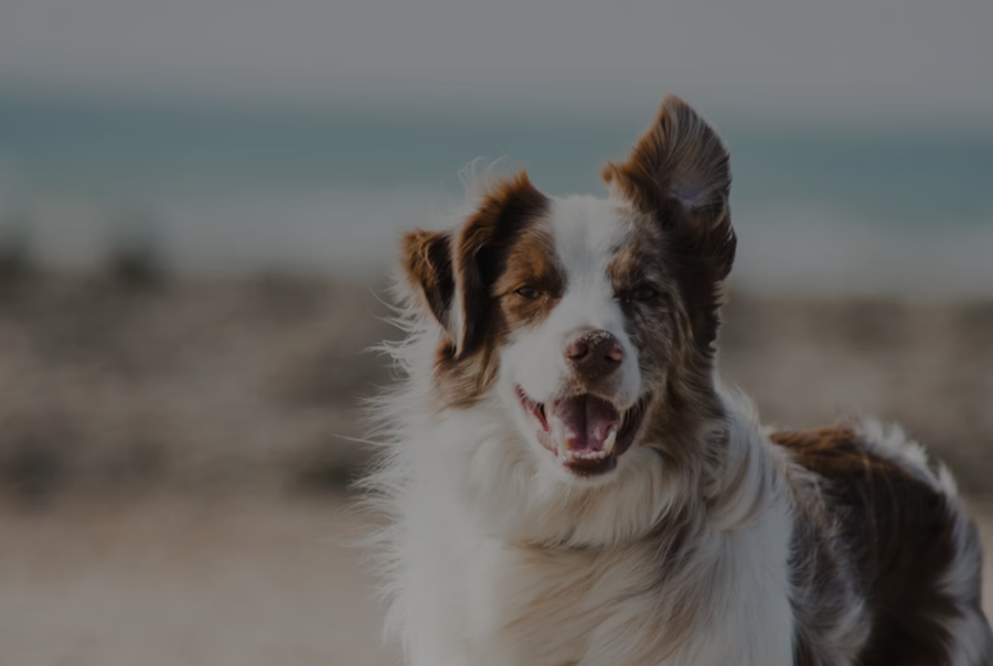 Pet Care & Grooming