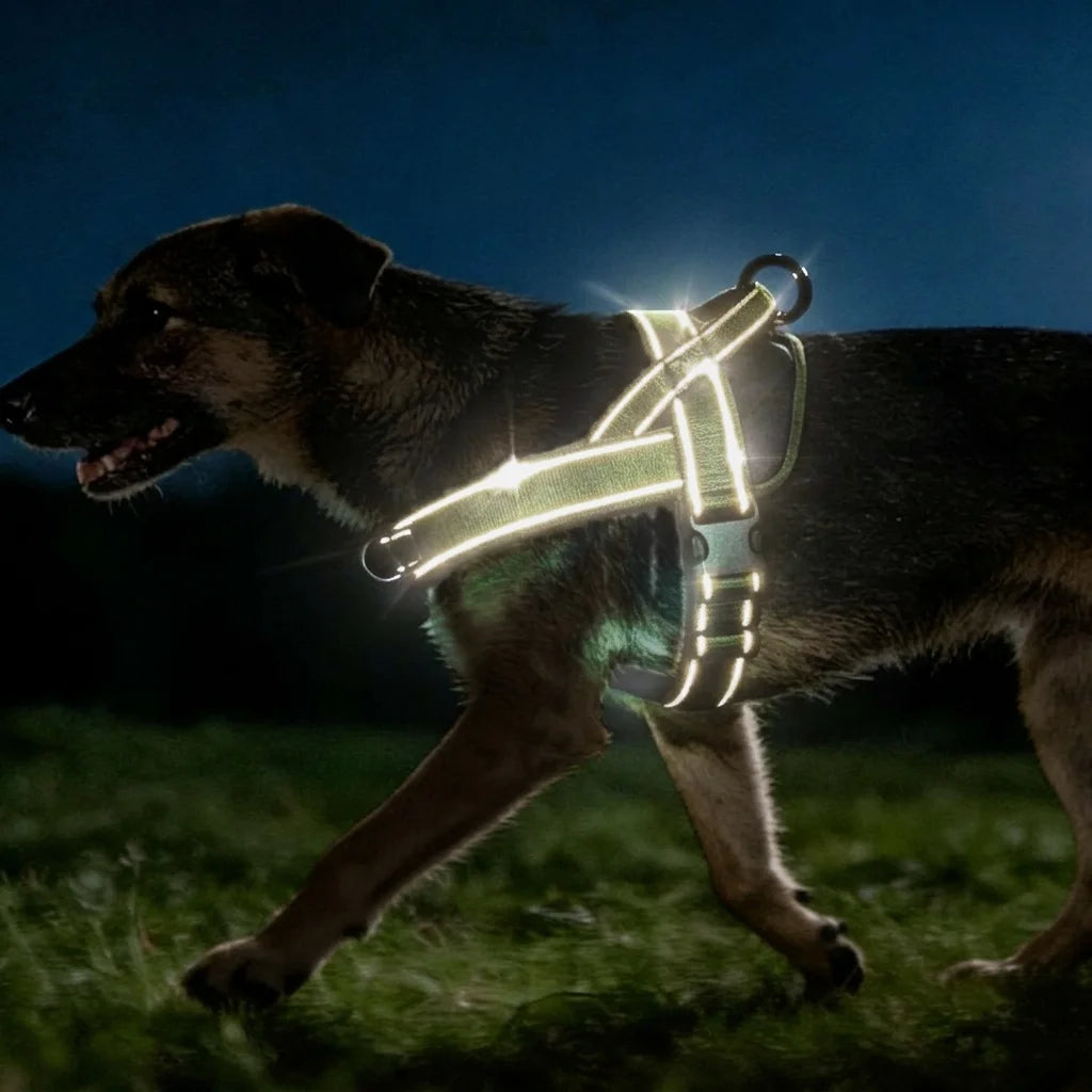 Adjustable Control Dog Harness