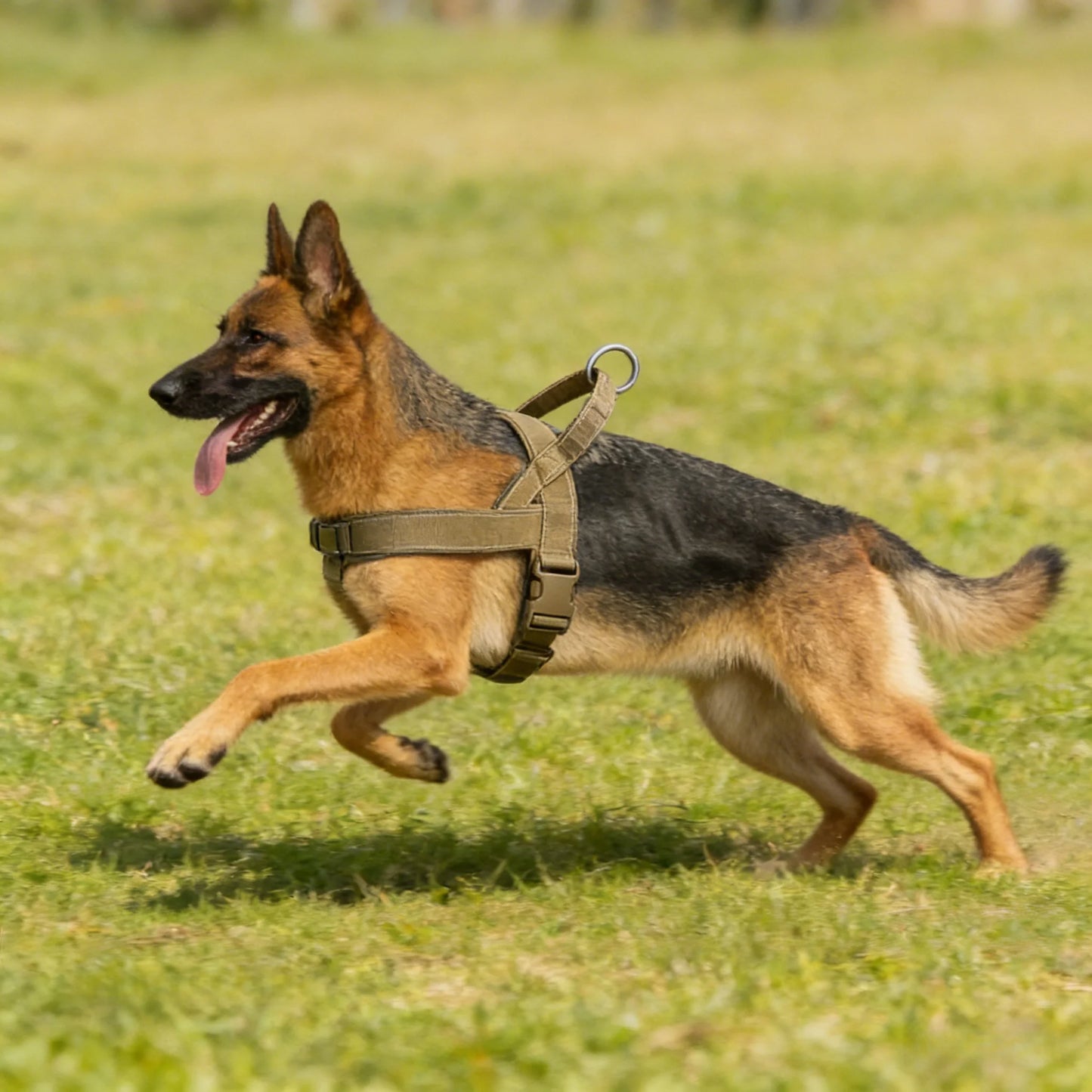 Adjustable Control Dog Harness