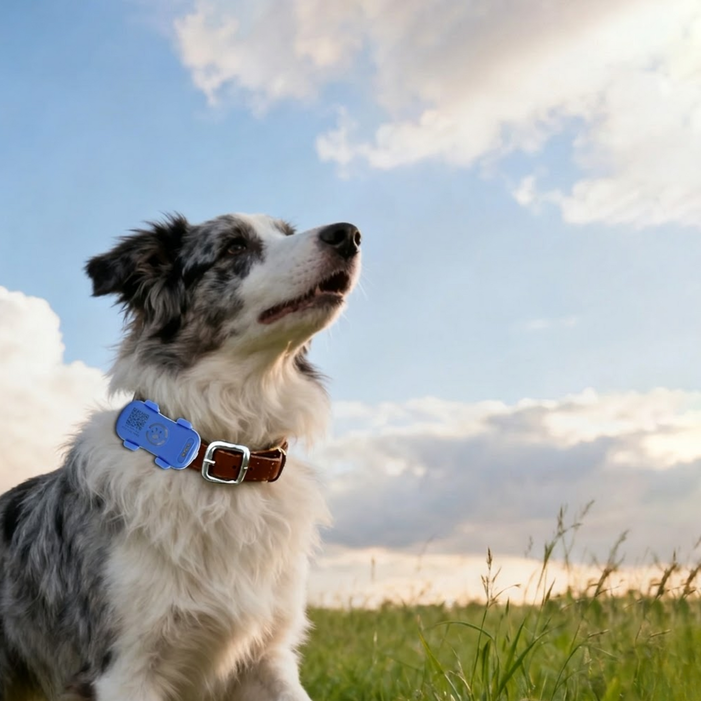 4G GPS Pet Tracker